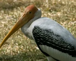 Painted Stork retrato