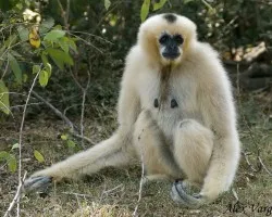 White-handed Gibbon - hembra