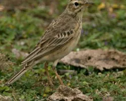 Paddyfield Pipit
