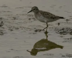 Long-toed Stint