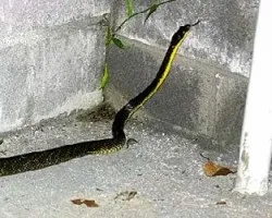 Spilotes pullatus