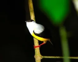 Manacus candei