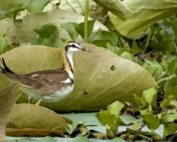 Hydrophasianus chirurgus