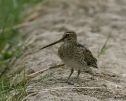 Pintail Snipe 2