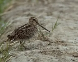Pintail Snipe