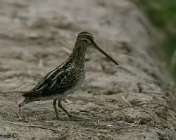 Common Snipe 2