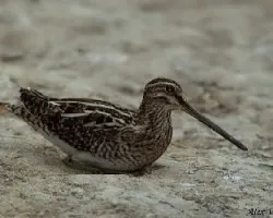 Common Snipe