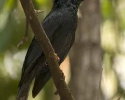 Black Bulbul