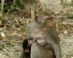 Macaco Cola Larga 2