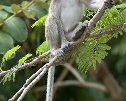 Macaco Cola Larga