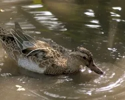Garganey - macho eclipse