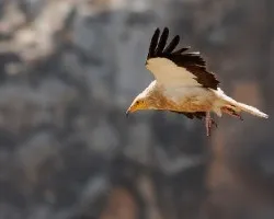 Eurasian Griffon Vulture