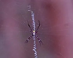 Thai X Spider