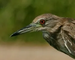 Black-crowned Night-Heron