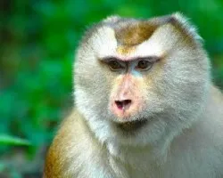 Macaco Cola de Chancho - retrato facial