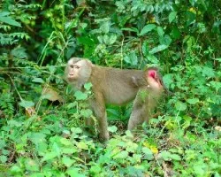 Macaco Cola de Chancho - full vista
