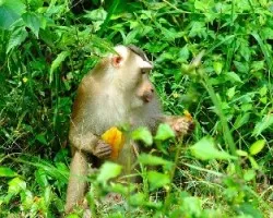 Macaco Cola de Chancho - comiendo