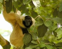 Pileated Gibbon