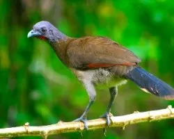 Chachalaca