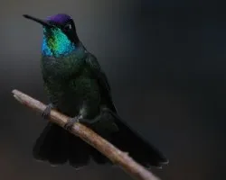 Magnificent Hummingbird