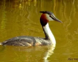 Great-crested Grebe