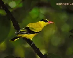 Black-naped Oriole