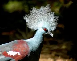 Western Crowned Pigeon