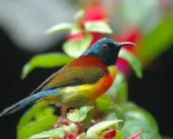 Green-tailed Sunbird