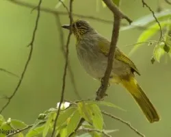 Stripe-throated Bulbul