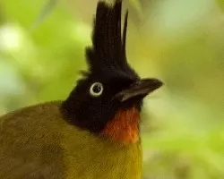 Black-crested Bulbul