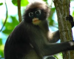 Dusky Langur