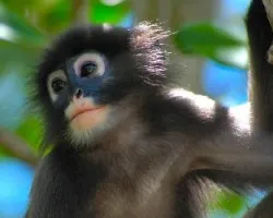 Dusky Langur retrato facial