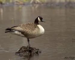 Canada Goose