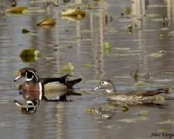 Wood Duck