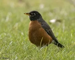 American Robin