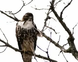 Rough-legged Hawk