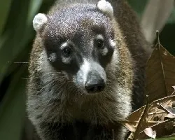 Pizote 1