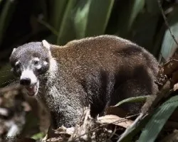 Pizote 2