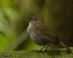 Ruddy-capped Nighthingale-Thrush