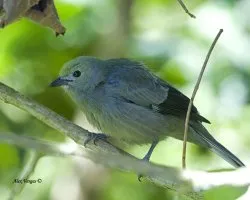 Thraupis palmarum
