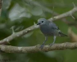 Thraupis palmarum