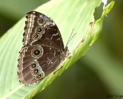 Mariposa Morpho