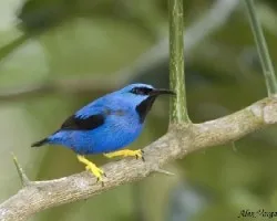 Shinning Honeycreeper - machito