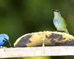 Shinning Honeycreeper - la parejita