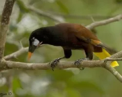 Montezuma Oropendola