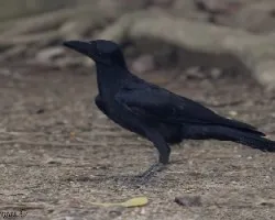 Large-billed Crow - Thailand 2008