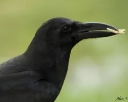 Large-billed Crow - Retrato Facial