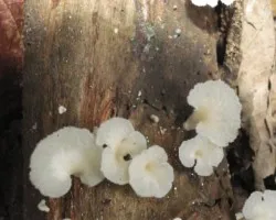 Hongos