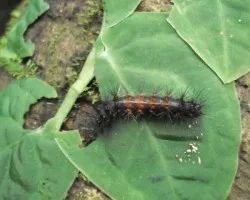 Gusanito