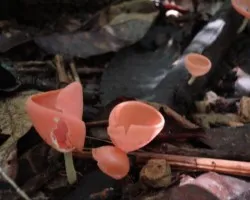 M?s hongos